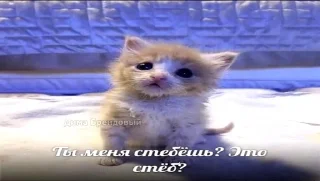 🐈‍⬛ emoji НАС РАНО Telegram sticker 17 of 54