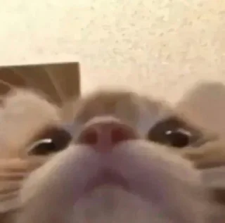 😳 emoji ♡ Котята ♡ Telegram sticker 8 of 30