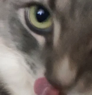 Sticker from котик писятдва