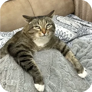 🐱 emoji какащка Telegram sticker 11 of 24