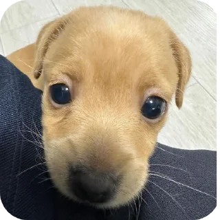 🐶 emoji простак пидор Telegram sticker 9 of 13