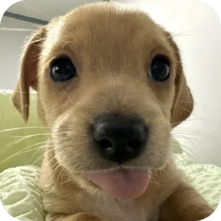 🐶 emoji простак пидор Telegram sticker 3 of 13