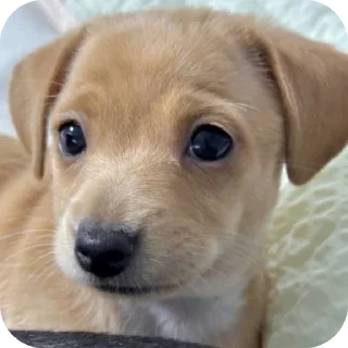 👍 emoji простак пидор Telegram sticker 13 of 13
