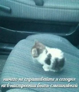 Sticker from Котьк