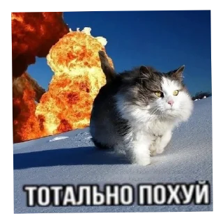 💥 emoji ЭЩКЕРЕЕЕЕЕЕЕ :: @Prosto_Oshi Telegram sticker 24 of 46