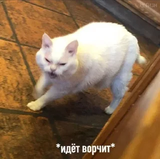 😠 emoji Котики <3 Telegram sticker 8 of 109