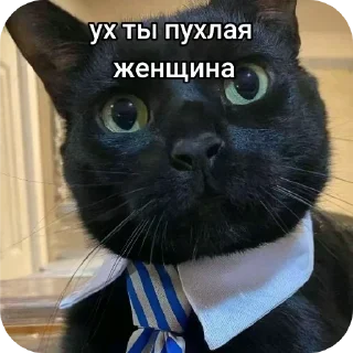 🐱 emoji intelligentnые стикеры Telegram sticker 11 of 61