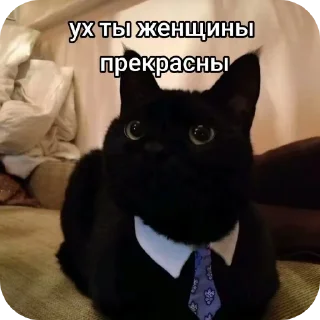 🐱 emoji intelligentnые стикеры Telegram sticker 10 of 61