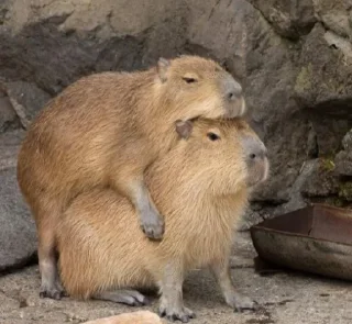 Sticker from capybara)