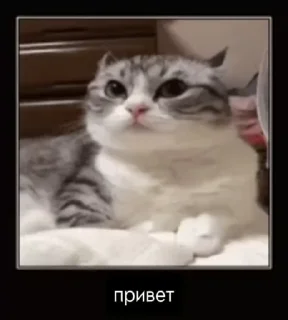 🌟 emoji на все случаи Telegram sticker 6 of 19