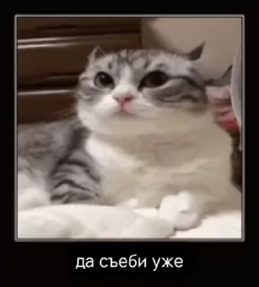 🌟 emoji на все случаи Telegram sticker 5 of 19