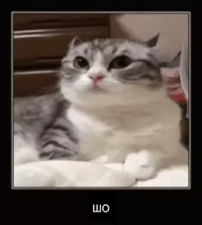 🌟 emoji на все случаи Telegram sticker 8 of 19
