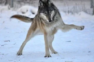 🌟 emoji Волчий стикер-пак. Telegram sticker 19 of 48