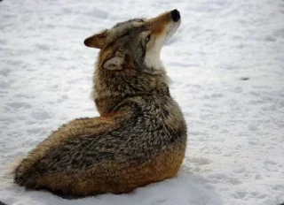 🌟 emoji Волчий стикер-пак. Telegram sticker 20 of 48