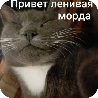 Sticker from Котики ня