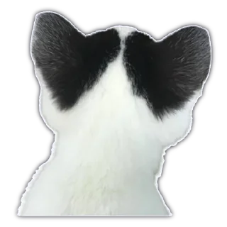 🐈 emoji Для важных переговоров Telegram sticker 19 of 41