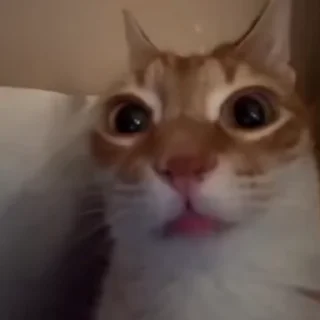 😐 emoji Зая из рая Telegram sticker 18 of 32