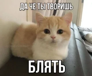 🤨 emoji Котеке 2 Telegram sticker 16 of 90