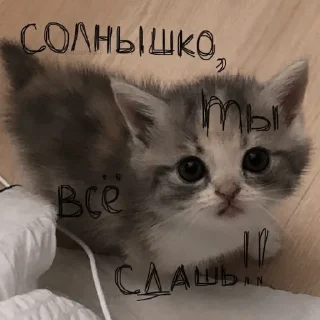 Sticker from Дашпинс