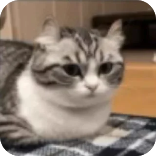 😒 emoji Странные коты 😐 Telegram sticker 13 of 120