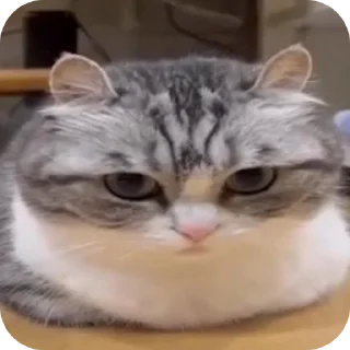 😒 emoji Странные коты 😐 Telegram sticker 14 of 120
