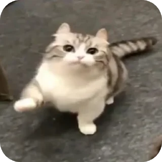🐱 emoji Странные коты 😐 Telegram sticker 5 of 120