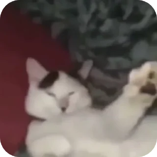 😌 emoji Странные коты 😐 Telegram sticker 6 of 120