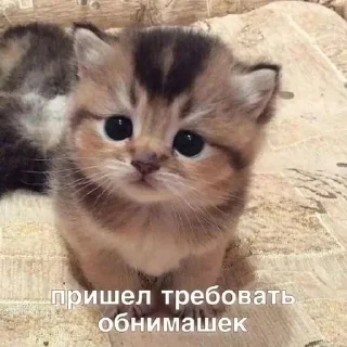 💋 emoji Mяуу Telegram sticker 8 of 11