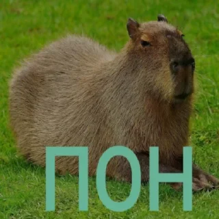 🧐 emoji от Slodik20 часть1 Telegram sticker 20 of 50
