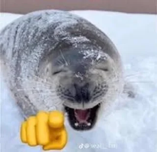 Sticker from Мемные Тюленьчики