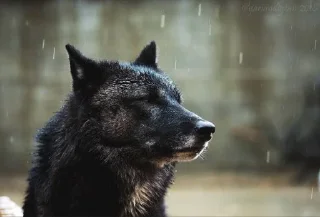 😒 emoji Волчий стикер-пак 3 Telegram sticker 5 of 23