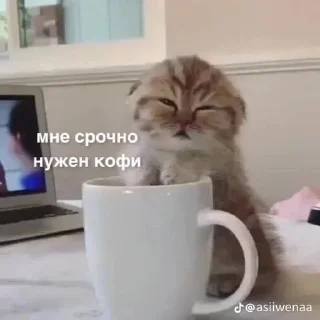 Sticker from Кошачий муд