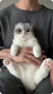 🤓 emoji Комары и ко Telegram sticker 19 of 50
