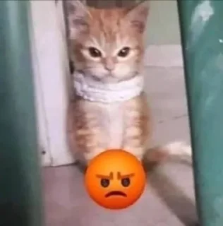 😡 emoji Kotiki Telegram sticker 20 of 68