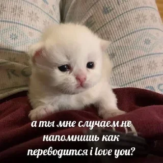 😞 emoji Kotiki Telegram sticker 21 of 68