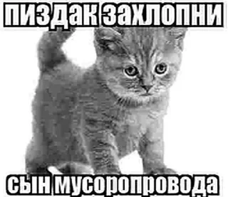 🌟 emoji пиздццц Telegram sticker 14 of 19