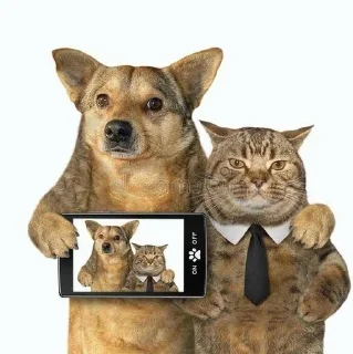 🌟 emoji котик Telegram sticker 19 of 35