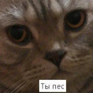 Тыпес sticker preview 2