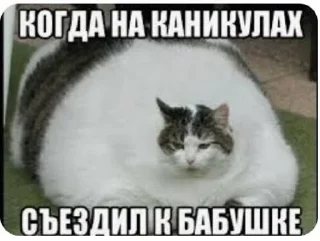 🌟 emoji Коты😺 Telegram sticker 7 of 10
