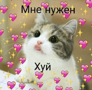 🙏 emoji мяу Telegram sticker 14 of 21