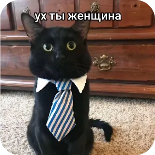 🐱 emoji intelligentnые стикеры Telegram sticker 8 of 61