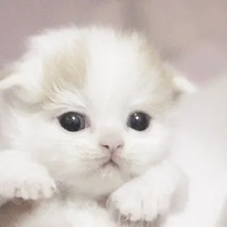 🐾 emoji 恐れ入りますが、宜しくお願い致します！@kotikmoinarkotik Telegram sticker 20 of 45