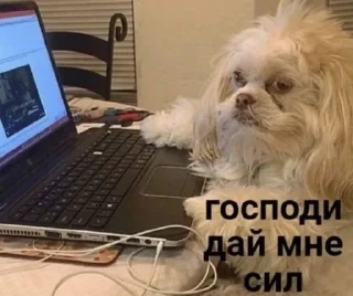 🌟 emoji рабочие мемы Telegram sticker 11 of 53