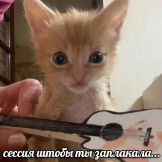 🌟 emoji студентокоты Telegram sticker 9 of 87