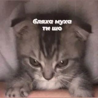 Sticker from ну а що казати.. @ashchokazatynuhuy