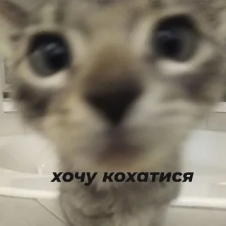 Sticker from ну а що казати.. @ashchokazatynuhuy