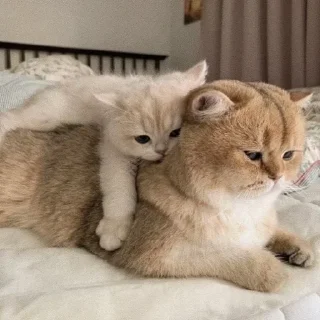 🐈 emoji кэты от ёжпы @imyozhik Telegram sticker 5 of 56