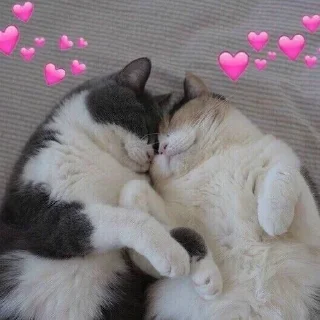 🐈 emoji кэты от ёжпы @imyozhik Telegram sticker 17 of 56