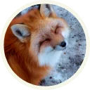 Sticker from 🦊 Лисы @lennysticker