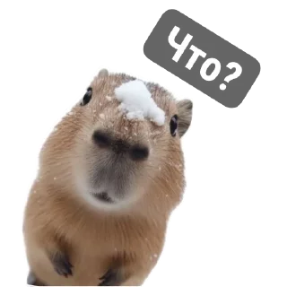 🐶 emoji Моменто Telegram sticker 5 of 10